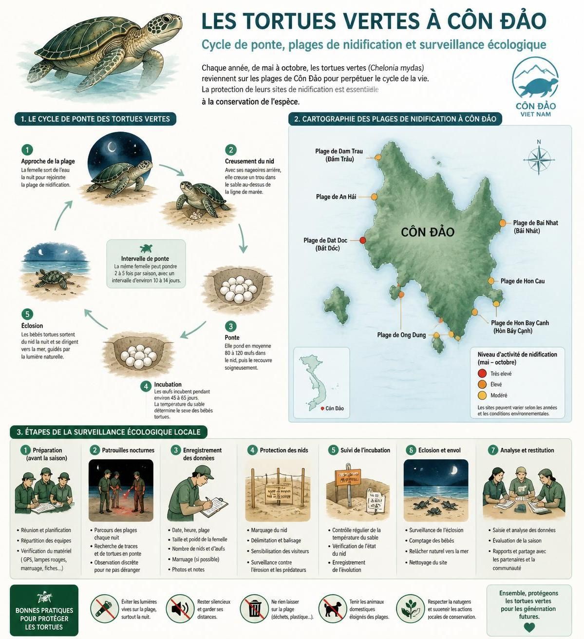 dĂ©couvrez la plongĂ©e Ă cĂŽn ÄáșŁo, un paradis sous-marin oĂč les tortues vertes, les rĂ©cifs coralliens prĂ©servĂ©s et la zone marine protĂ©gĂ©e offrent une expĂ©rience unique et respectueuse de la nature.