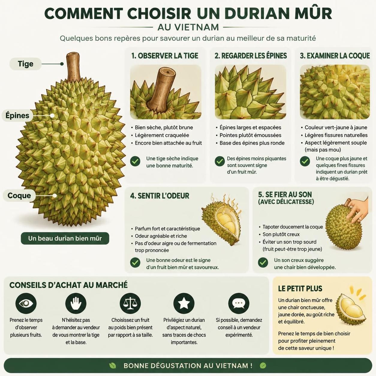 découvrez comment choisir un durian au vietnam, où le déguster et comment les planteurs des hautes terres en vivent.